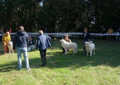 RassemblementNationalChienBergerMaremmeAbruzzes