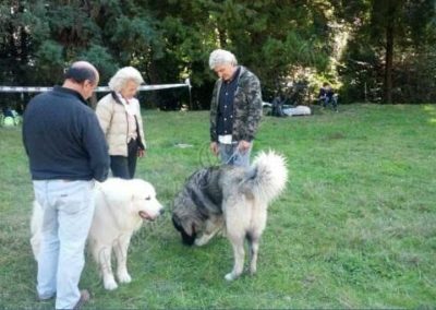 RassemblementNationalChienBergerMaremmeAbruzzes